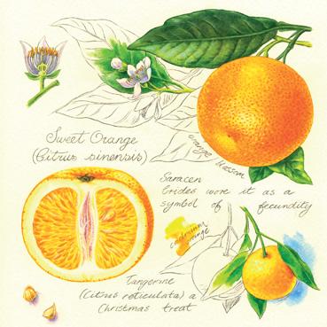 RT139 - Oranges Carte de vœux