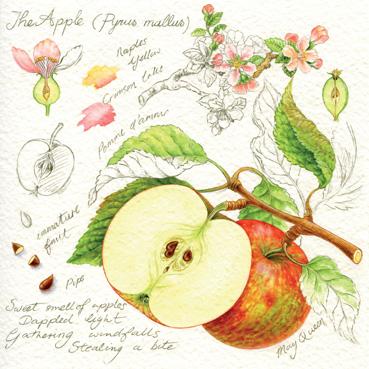 RT140 - Apples Greeting Card