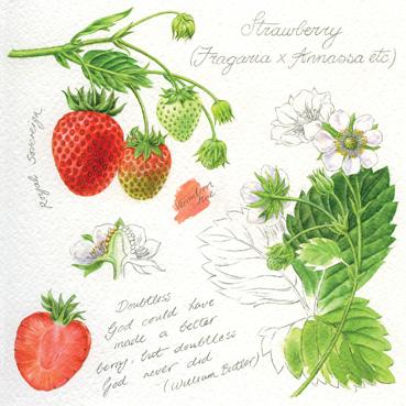 RT143 - Strawberries Greeting Card