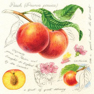 RT144 - Peaches Greeting Card