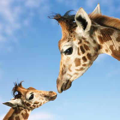 WAH166 - Giraffes Greeting Card