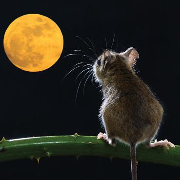 WAH177 - Full Moon Mouse Photographic Greeting Card