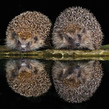 WAH178 - Pair of Hedgehogs Photographic Greeting Card