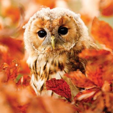 WT148 - Tawny Owl Greeting Card