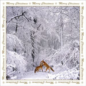 XMS108 - Foxes Playing in Snow Christmas Card