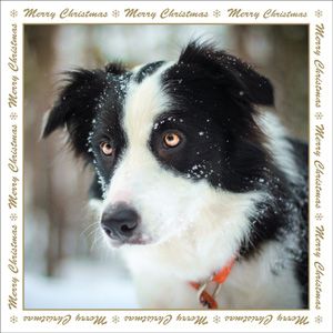 XMS114 - Carte de Noël pour chien Snowy Collie